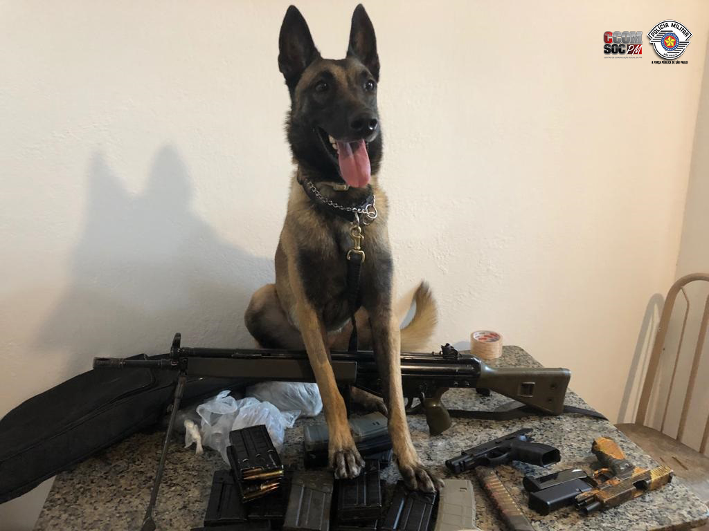 Cão da PM encontra armas e drogas em SP