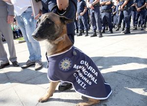 O cão Faíska responsável pela prisão de homem com 100 tijolos de droga em Campinas