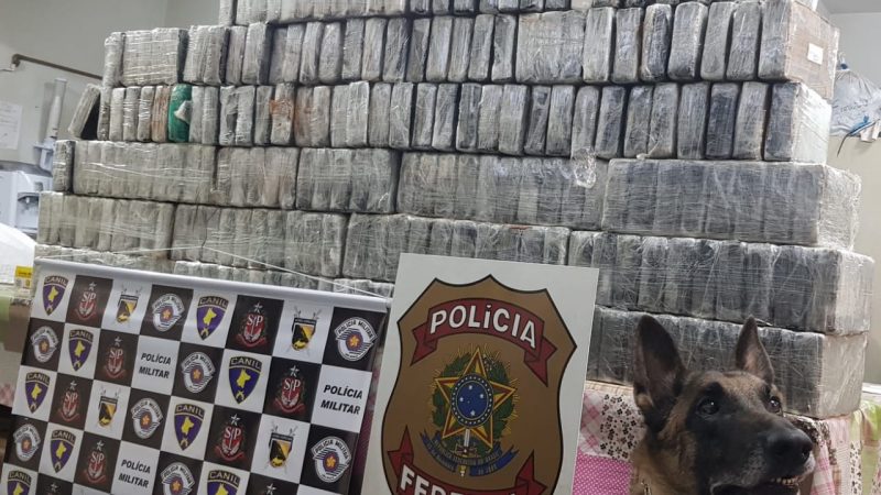 Pasta base de cocaína apreendida na cidade de Olímpia no interior de São Paulo