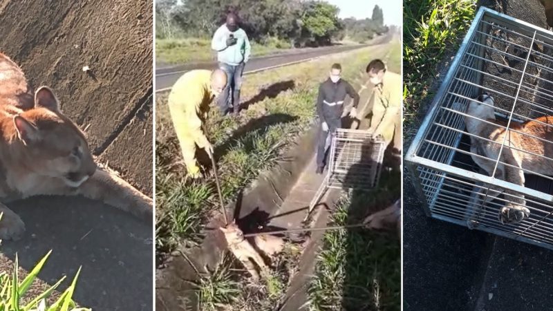 Segundo a Polícia Militar Rodoviária, o animal tinha sinais de atropelamento. A onça foi resgatada e encaminhada ao zoo da cidade