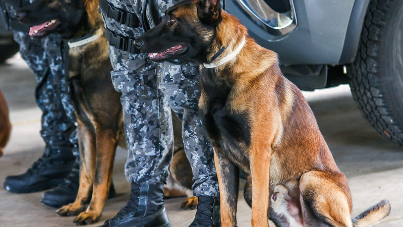 Os cães, doados pela empresa Nestlè, vão atuar patrulhamento, imobilização e na detecção de drogas e explosivos