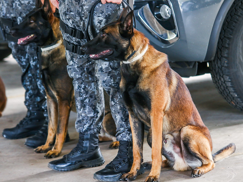 Os cães, doados pela empresa Nestlè, vão atuar patrulhamento, imobilização e na detecção de drogas e explosivos