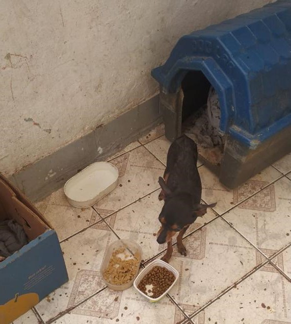 Canil clandestino foi o primeiro a ser fechado e o dono enquadrado na nova lei de maus tratos aos animais de 29 de setembro